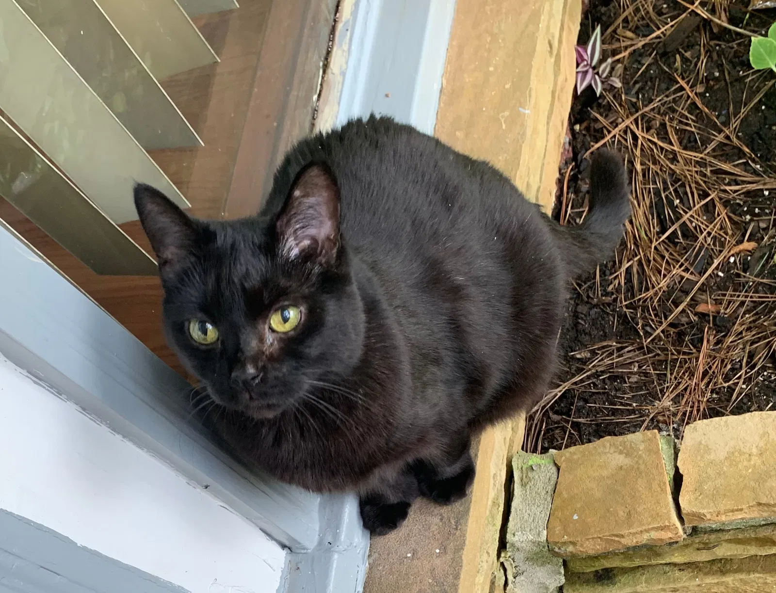 Lost cat in Atlanta, GA, 30306