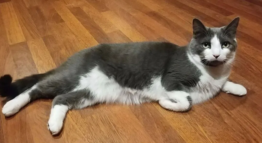 Lost cat in Charlotte, NC, 28212