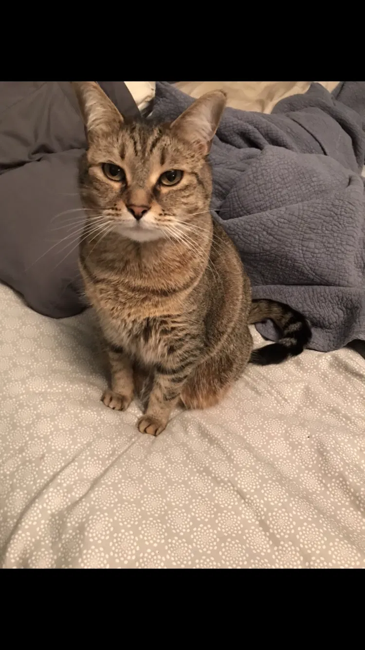 Lost cat in Warren, MI, 48088