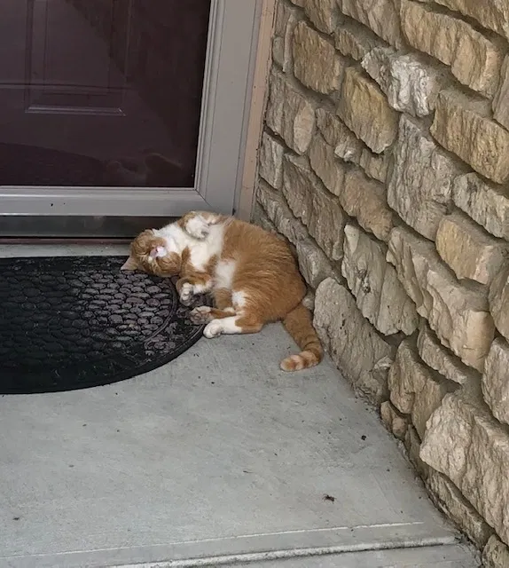 Lost cat in Noblesville, IN, 46060