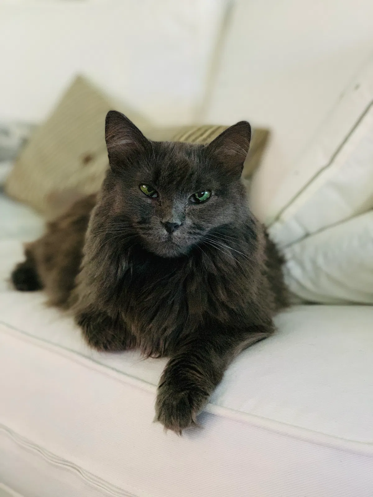 Lost cat in Woodland Hills, CA, 91367