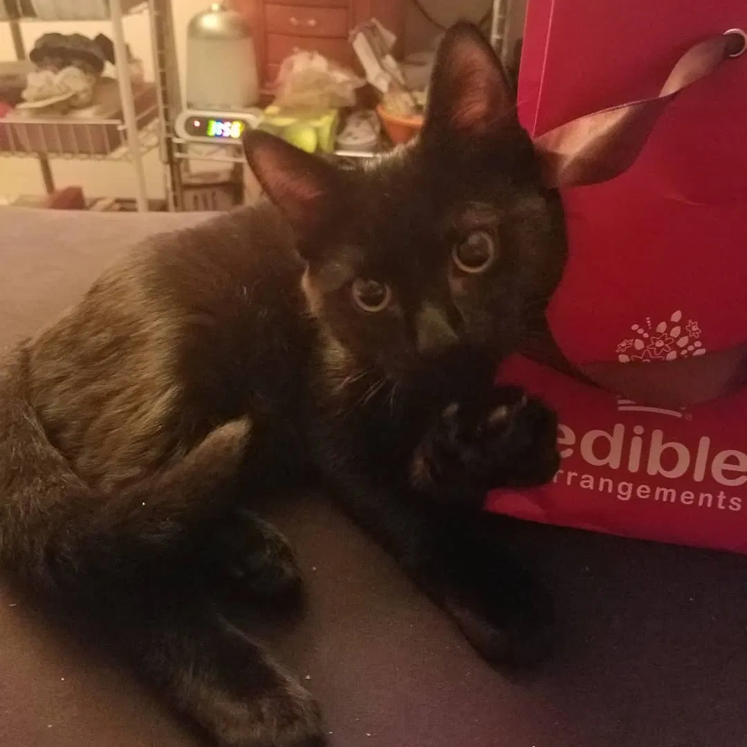 Lost cat in Elmont, NY, 11003