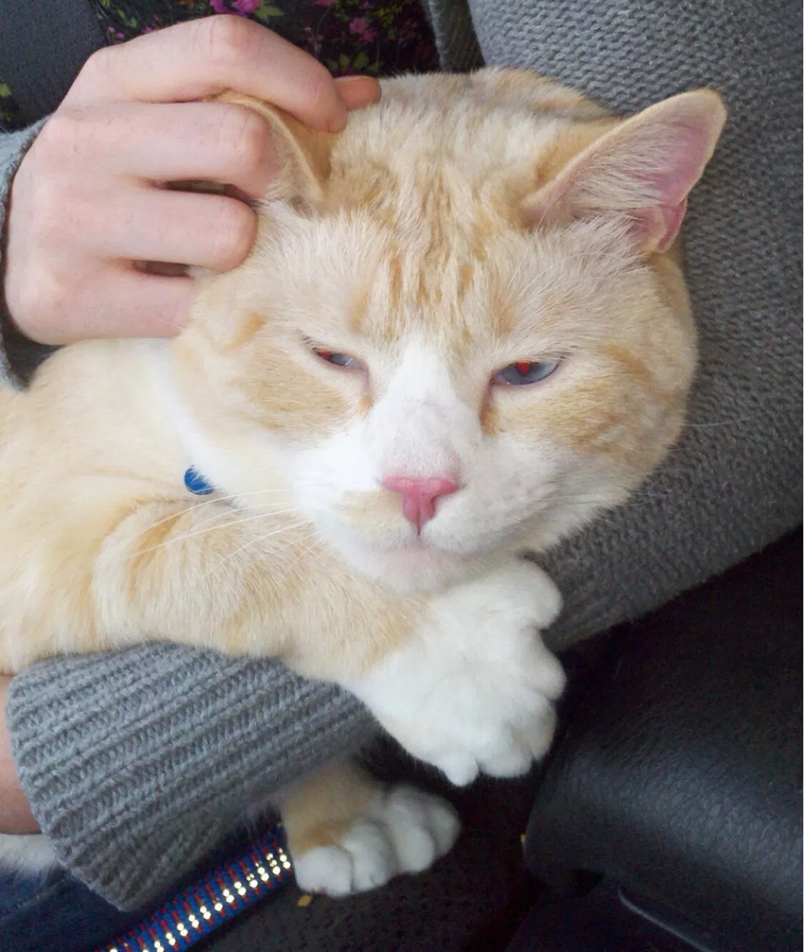 Lost cat in Concord, NC, 28025