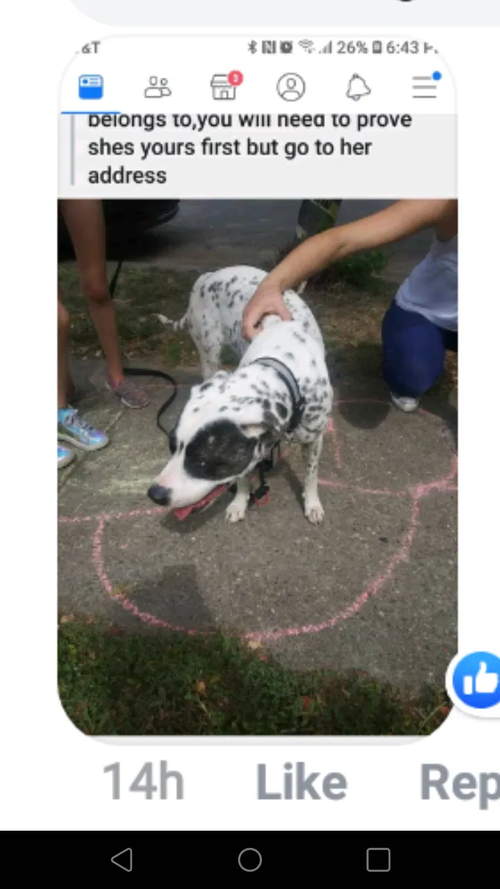Lost dog in Louisville, KY, 40210