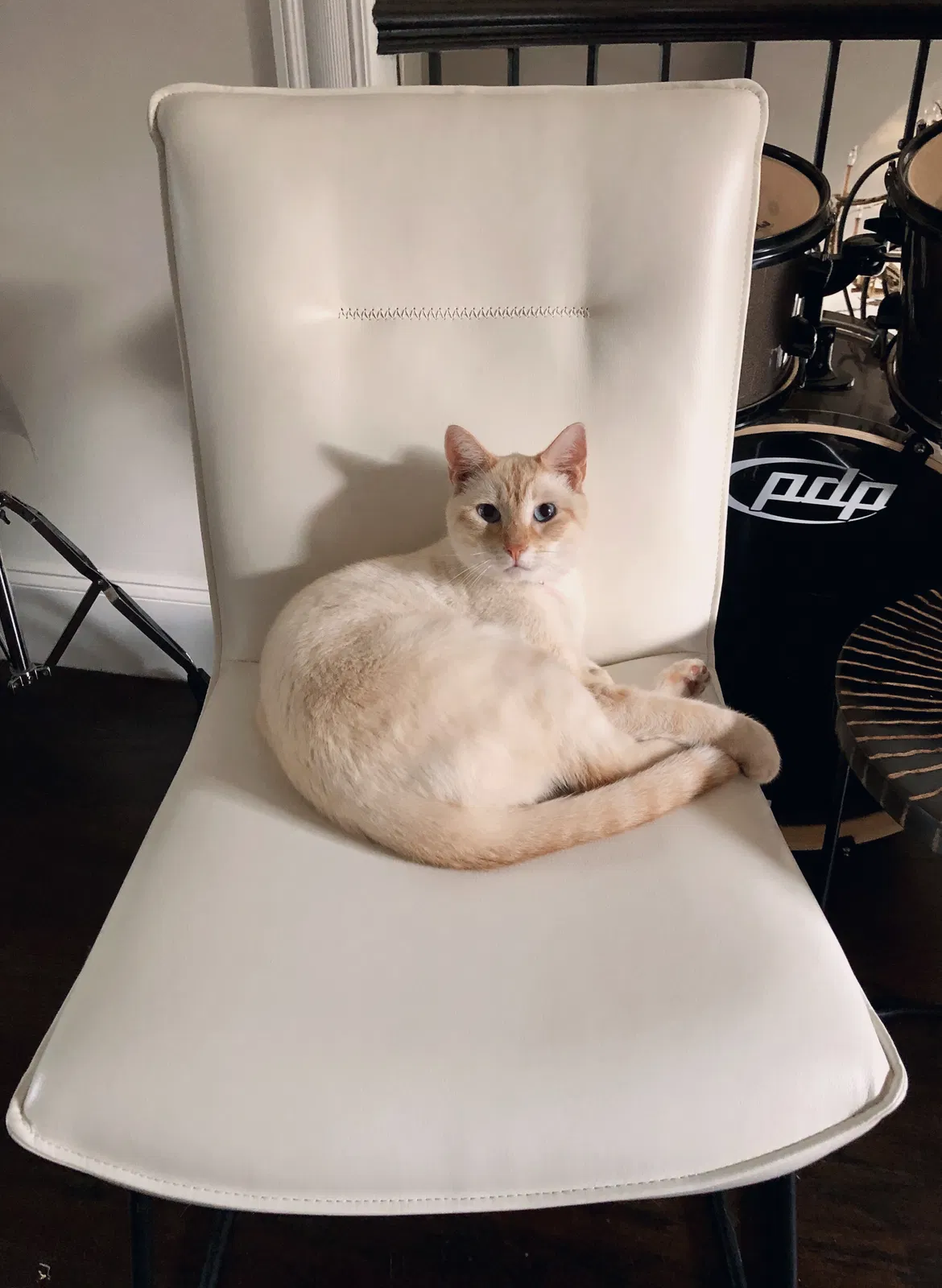 Lost cat in Alpharetta, GA, 30005