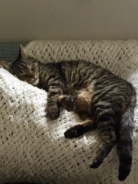 Lost cat in Aliso Viejo, CA, 92656