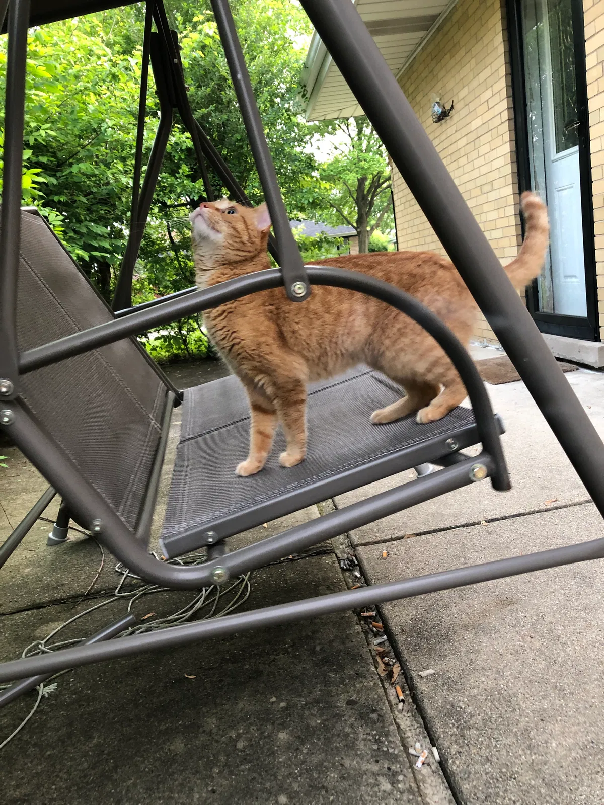 Lost cat in Skokie, IL, 60076