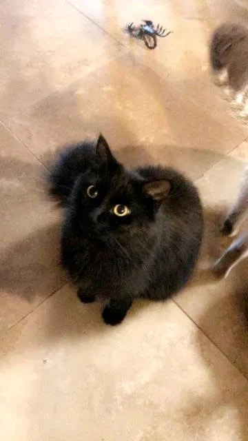 Lost cat in Cape Coral, FL, 33909