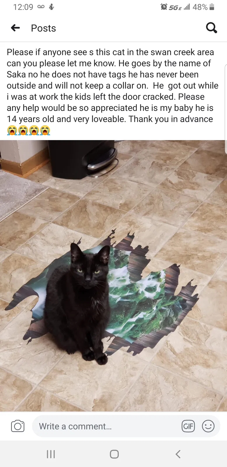 Lost cat in New Boston, MI, 48164