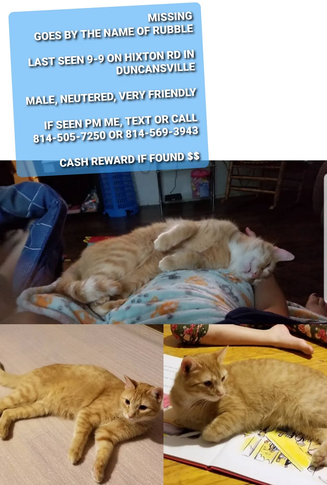 Lost cat in Duncansville, PA, 16635