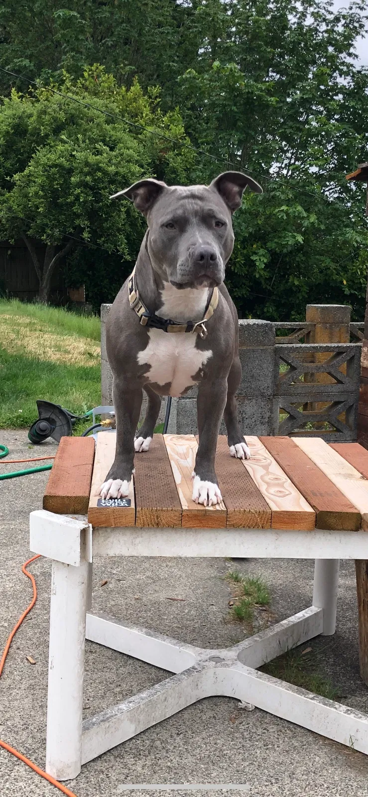 Lost dog in Tacoma, WA, 98409