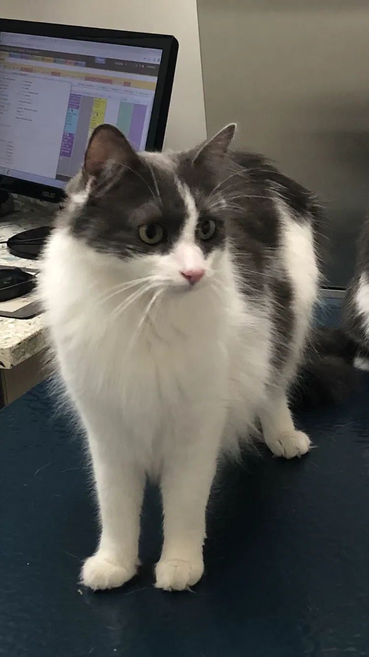 Lost cat in Malibu, CA, 90265