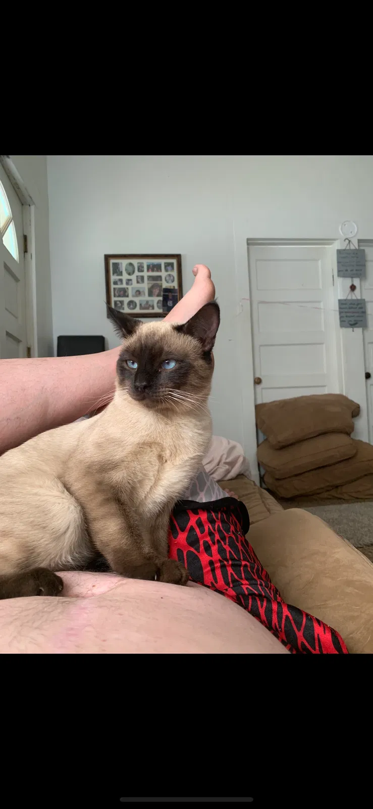Lost cat in Redding, CA, 96002