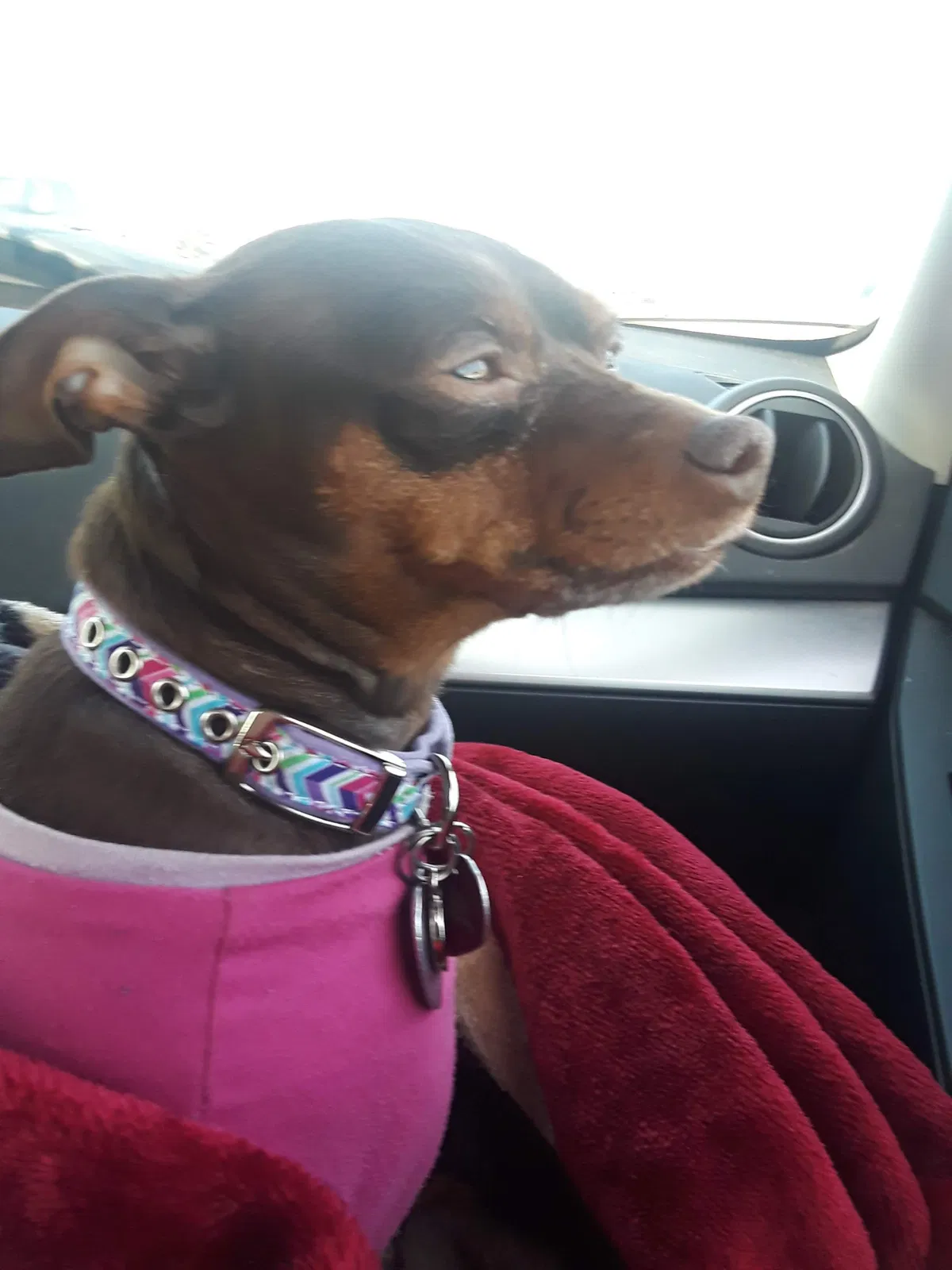 Lost dog in Houma, LA, 70360