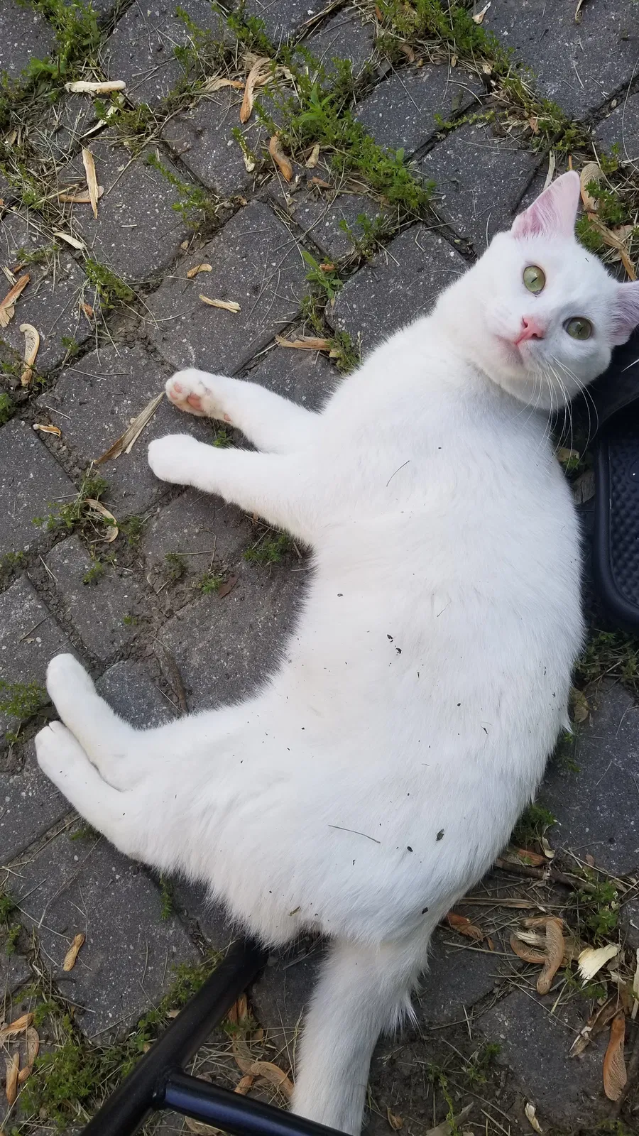 Lost cat in Dwight, IL, 60420