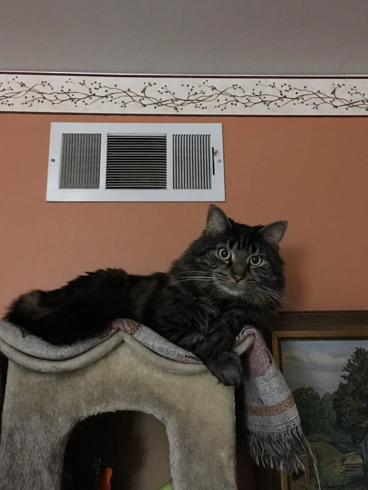 Lost cat in Dillsburg, PA, 17019
