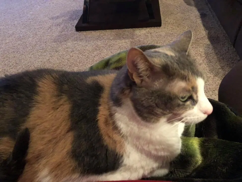 Lost cat in Abrams, WI, 54101