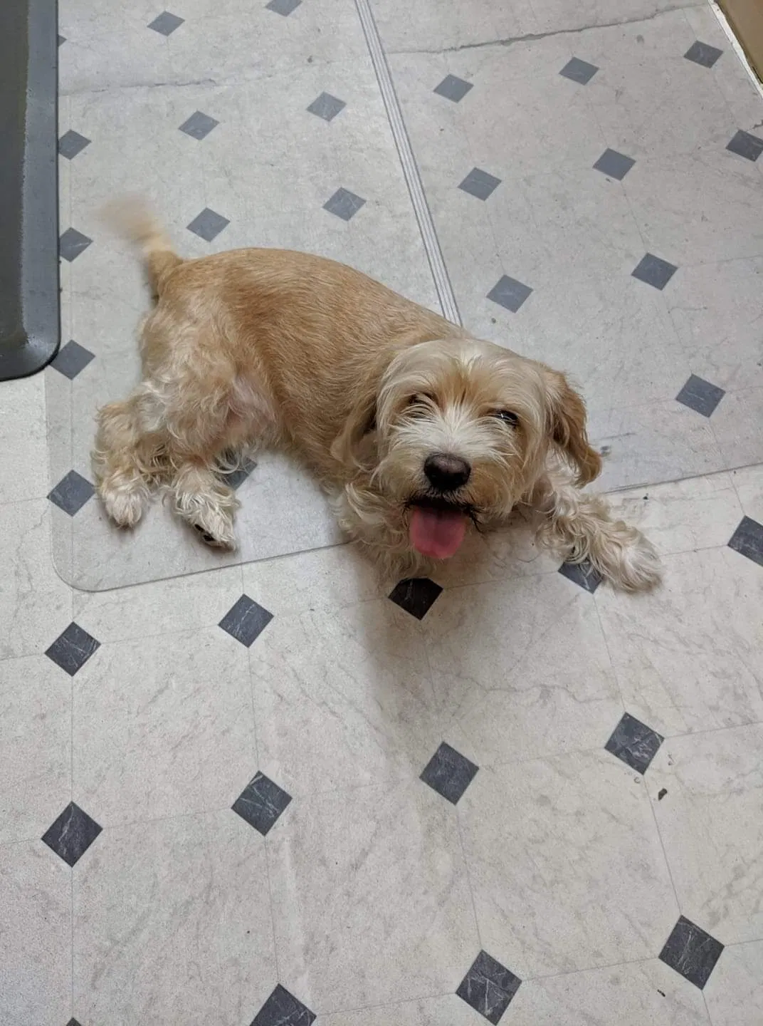 Lost dog in Dallas, TX, 75237