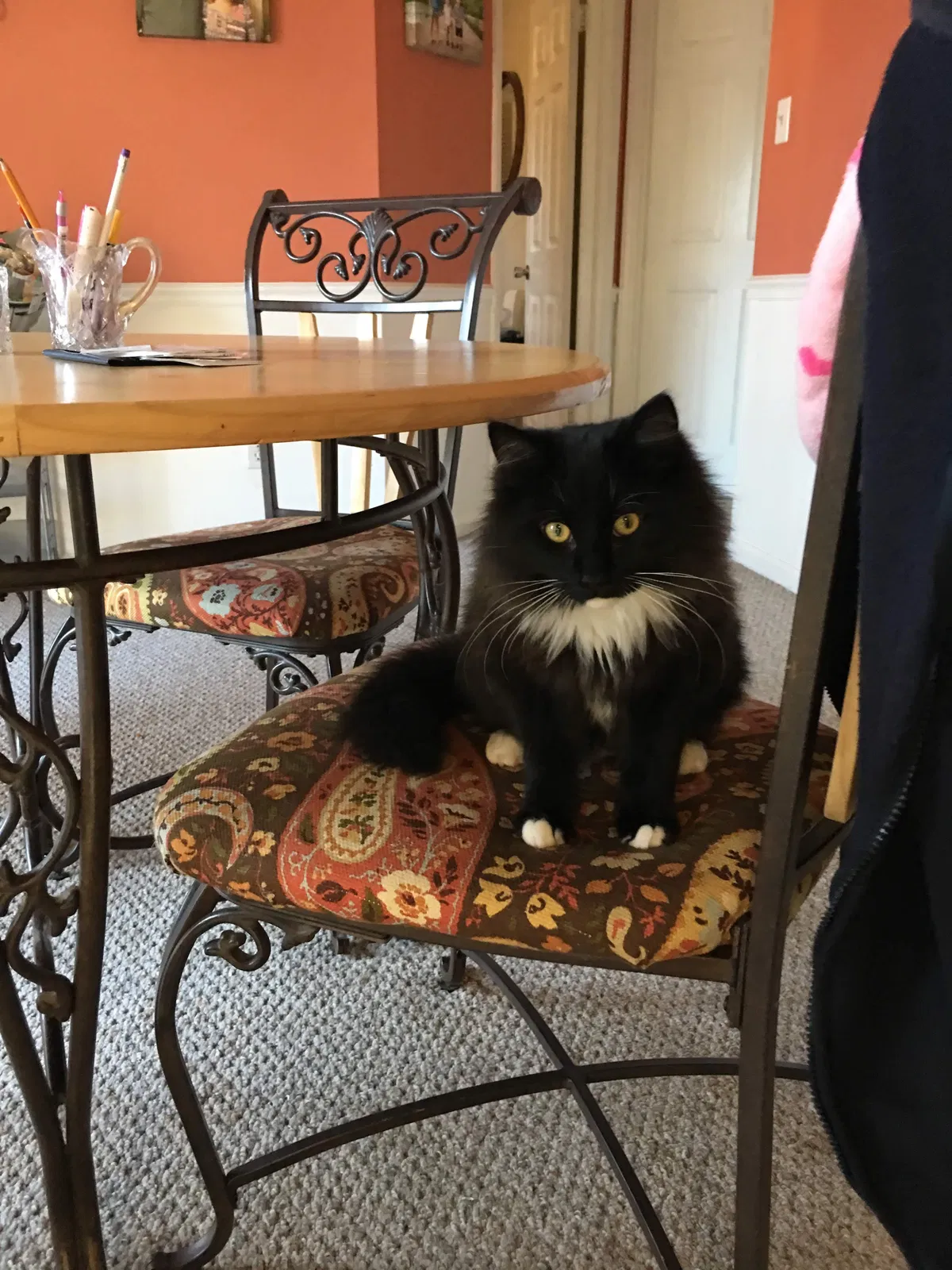 Lost cat in High Point, NC, 27265