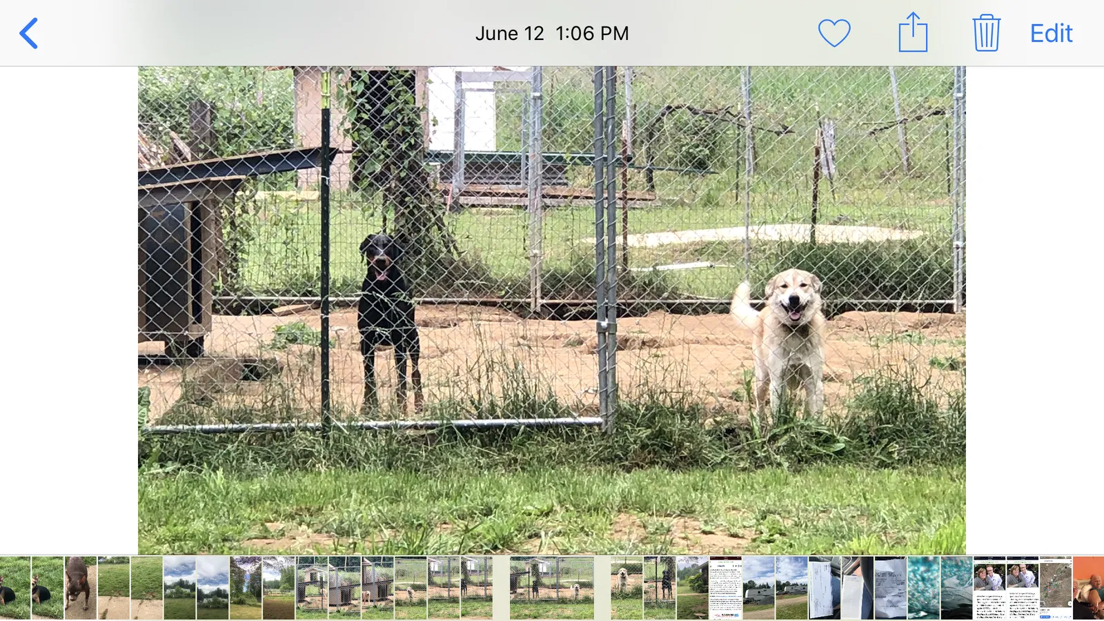 Lost dog in Mossyrock, WA, 98564