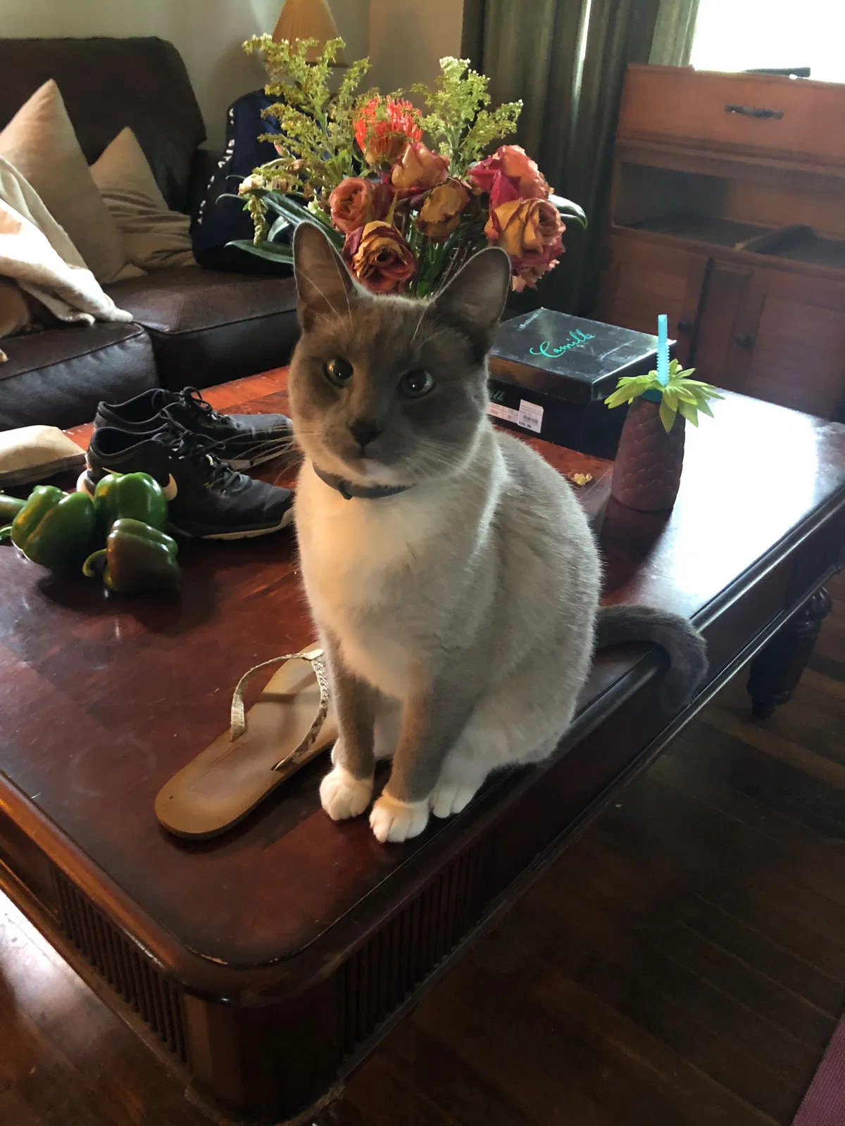 Lost cat in Cincinnati, OH, 45245