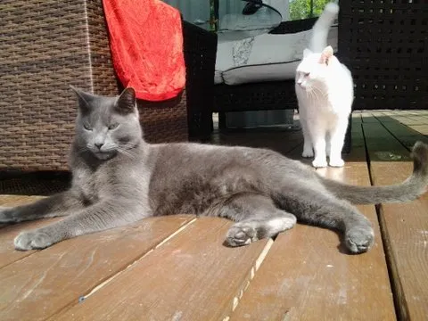 Lost cat in Sarasota, FL, 34233