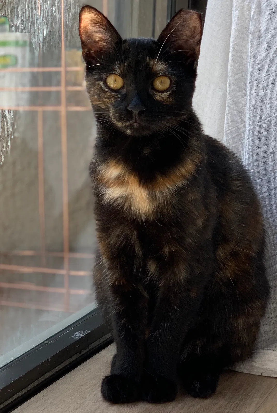 Lost cat in Seal Beach, CA, 90740