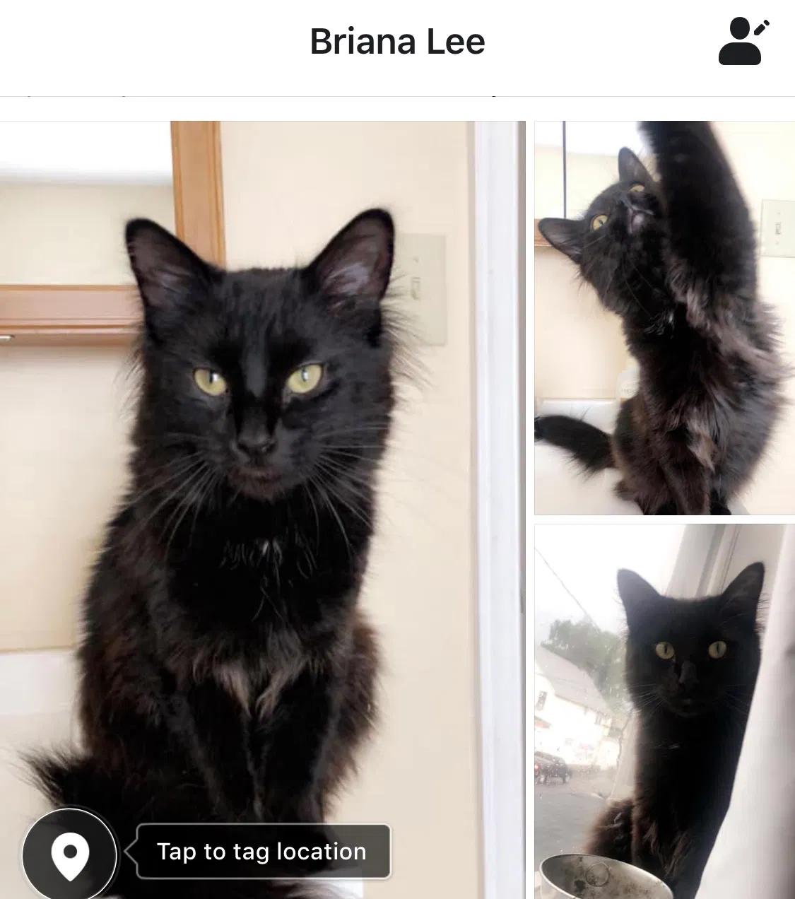 Lost cat in Scranton, PA, 18509