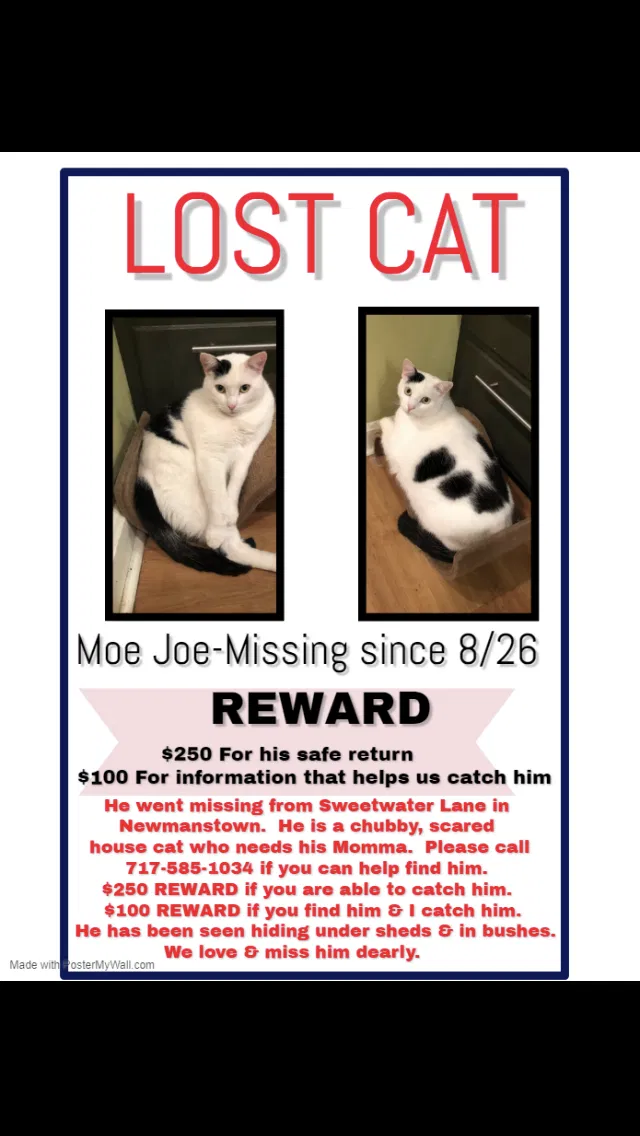 Lost cat in Newmanstown, PA, 17073