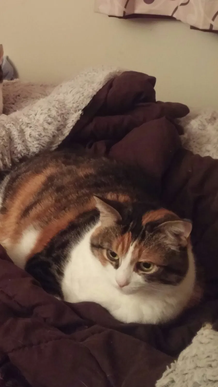 Lost cat in Center Line, MI, 48015