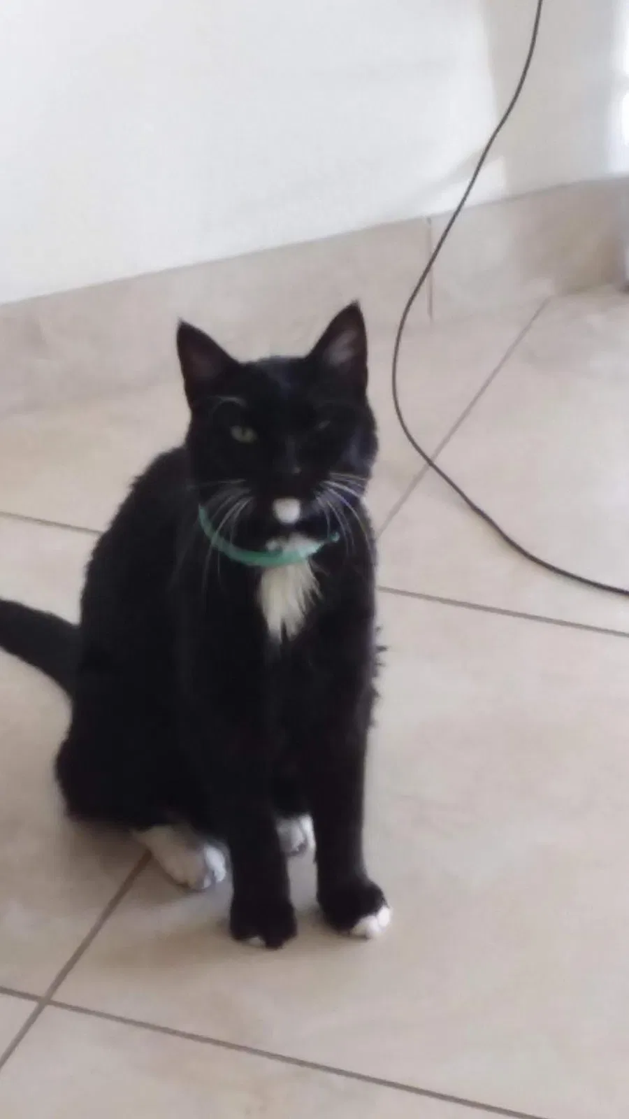Lost cat in Nisswa, MN, 56468