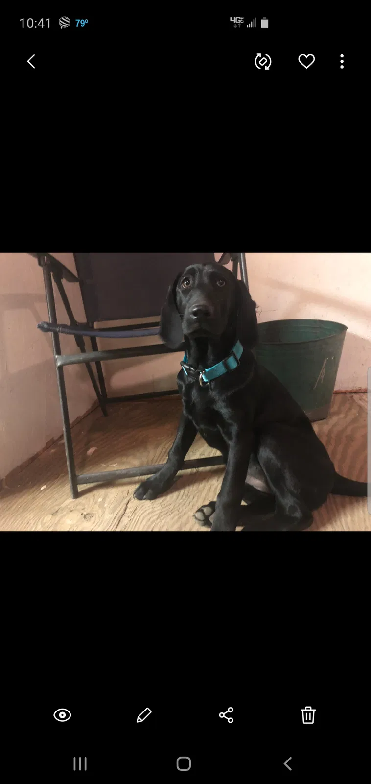 Lost dog in Shreveport, LA, 71104