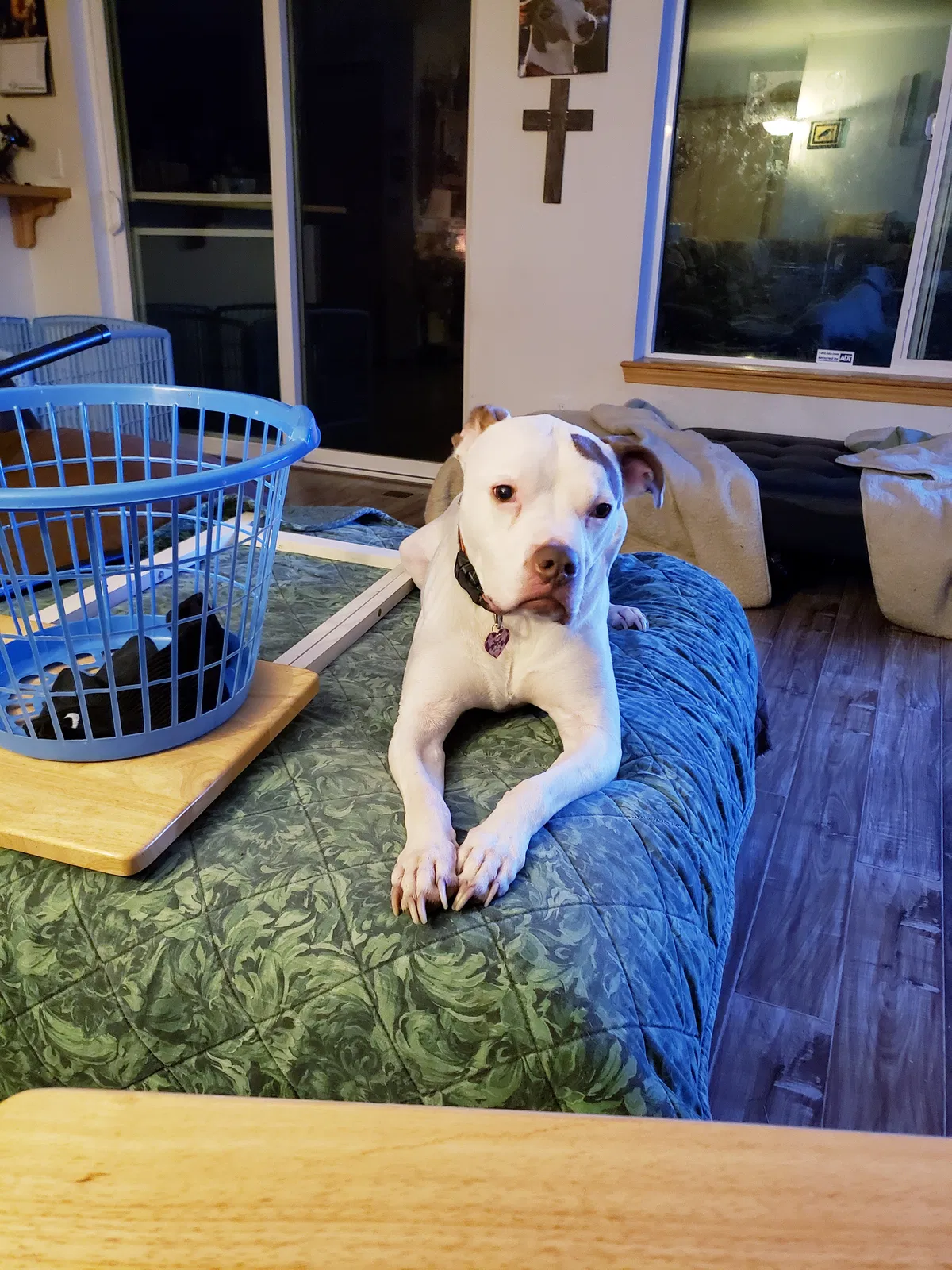 Lost dog in Olympia, WA, 98512