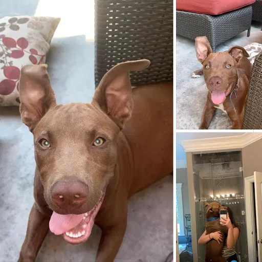 Lost dog in Hensley, AR, 72065