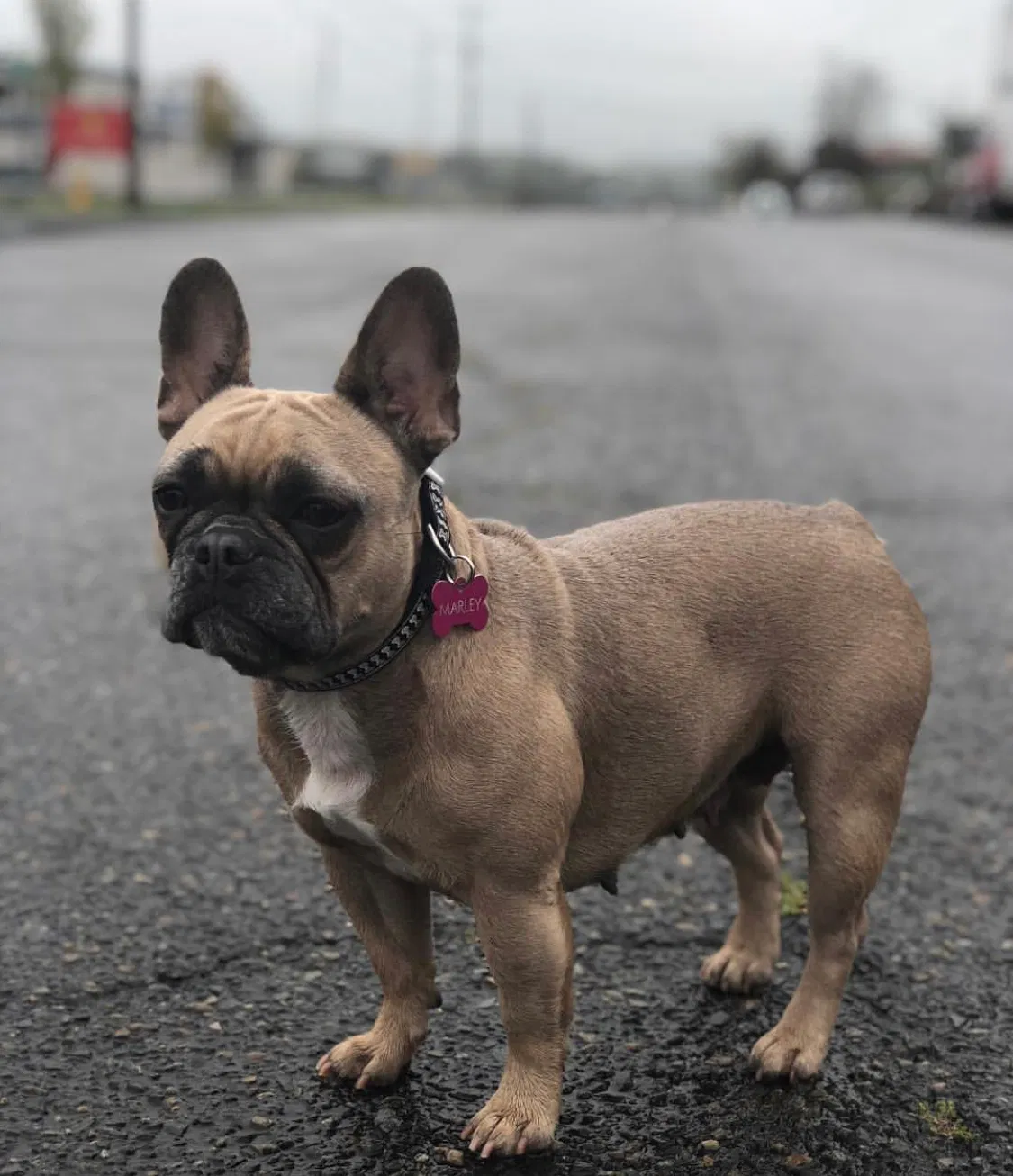 Lost dog in Portland, OR, 97232
