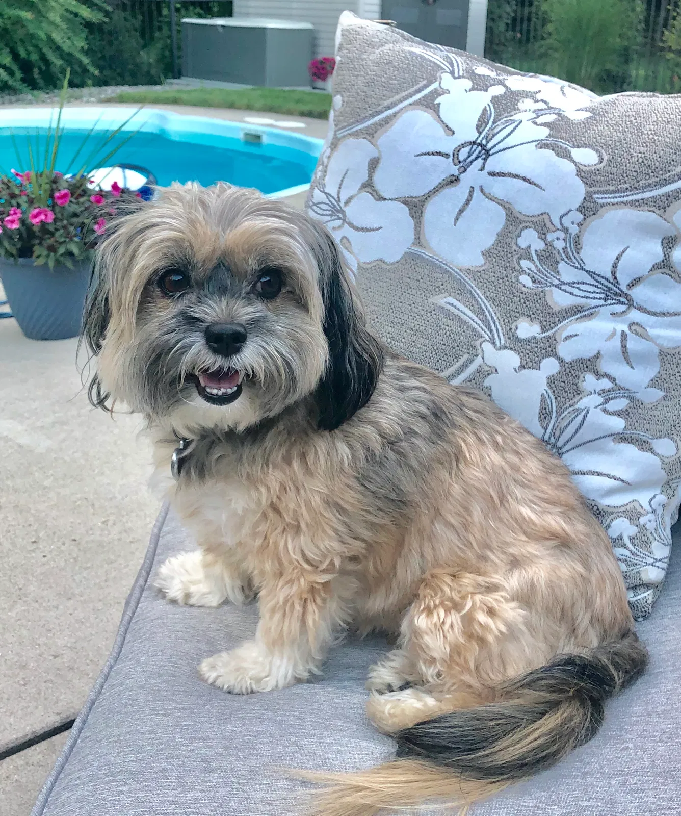 Lost dog in Riverview, MI, 48193