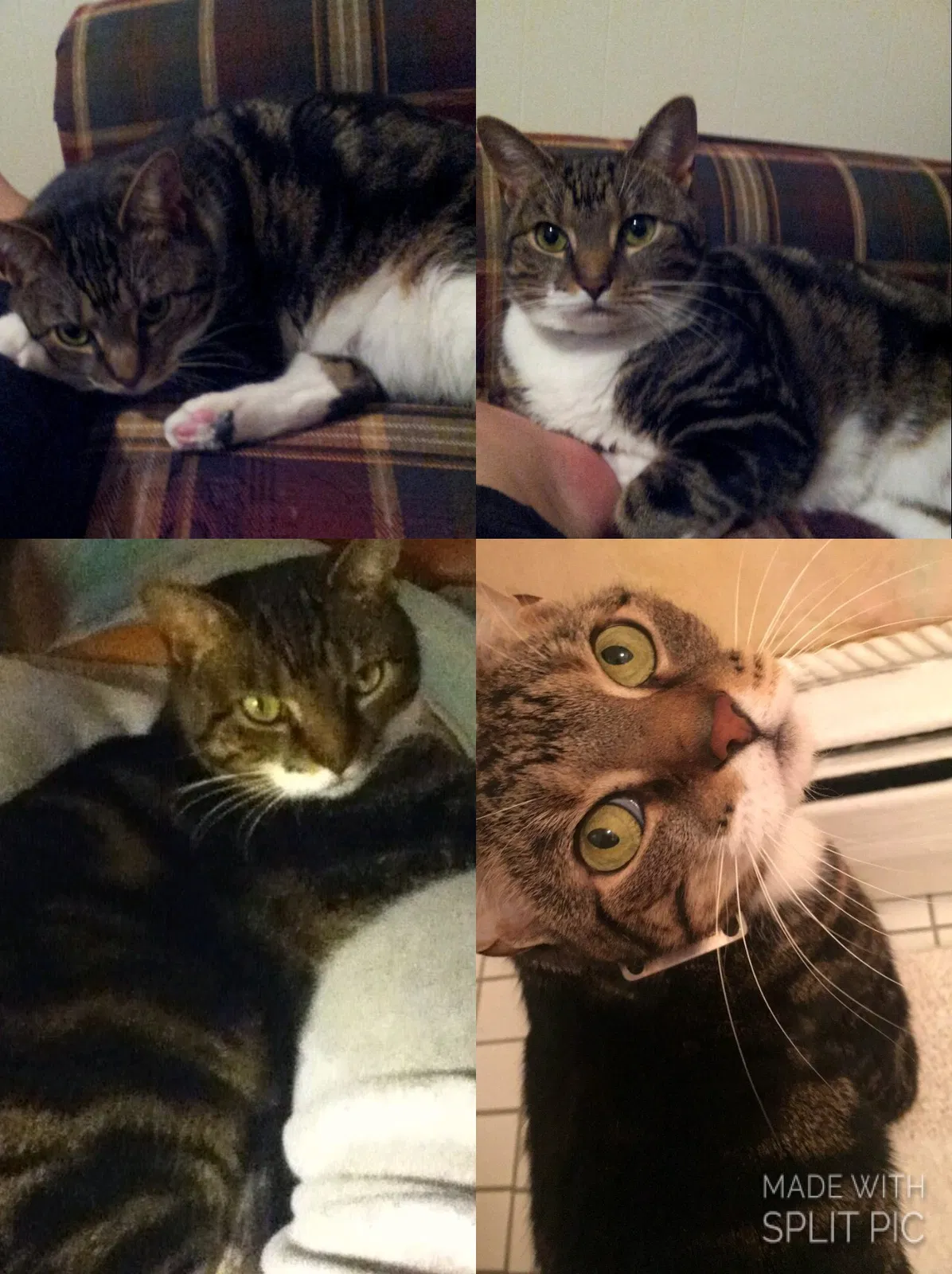 Lost cat in Pomona, NY, 10970