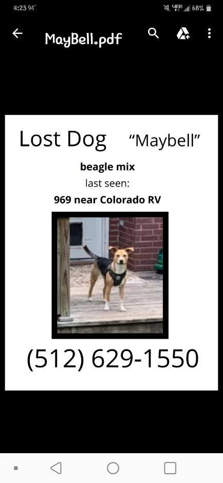 Lost dog in Bastrop, TX, 78602
