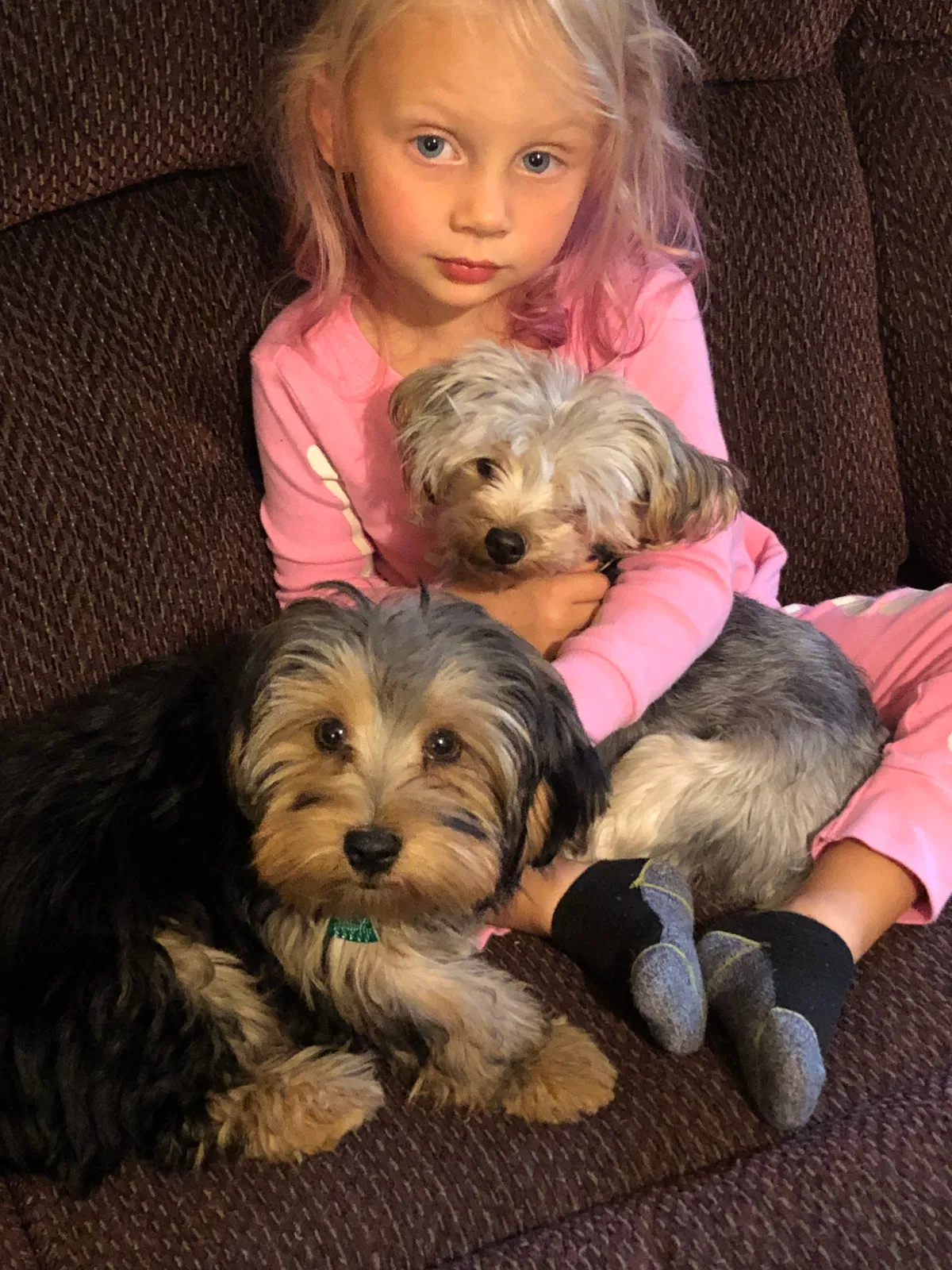 Lost dog in Dallas, GA, 30157