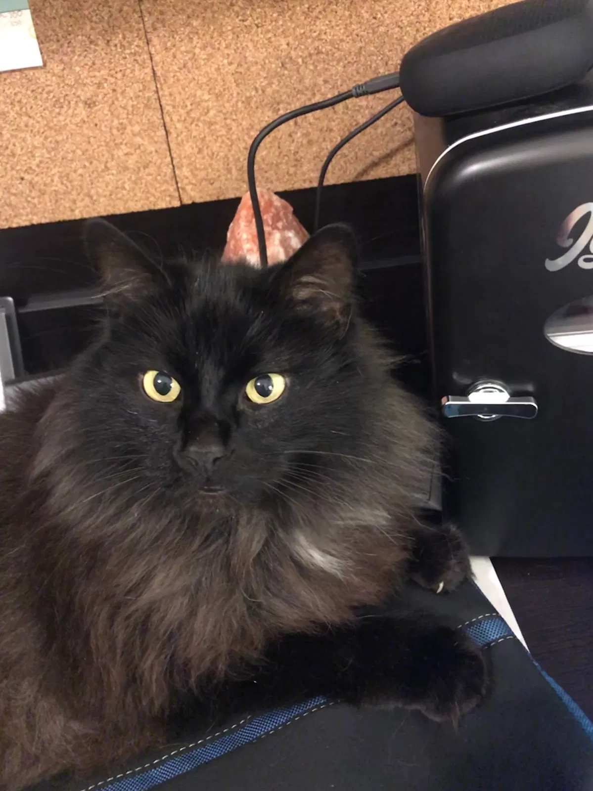 Lost cat in Arlington, WA, 98223