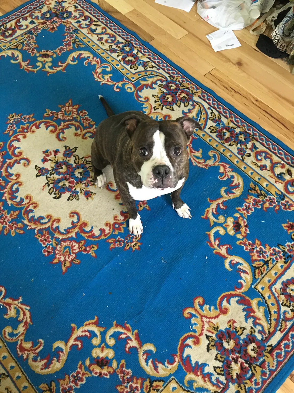 Lost dog in Toledo, OH, 43608