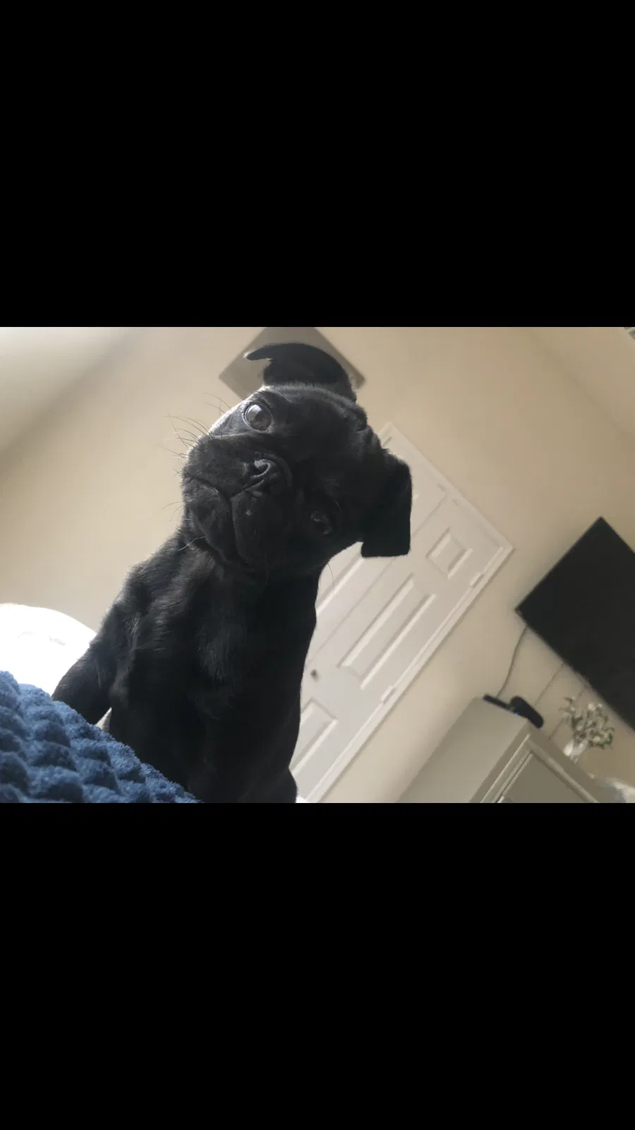 Lost dog in Seagoville, TX, 75159