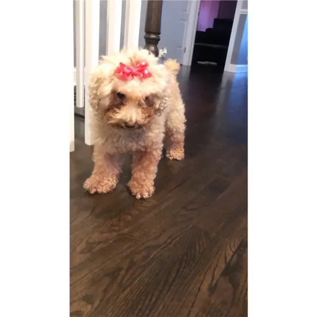 Lost dog in Chicago, IL, 60628