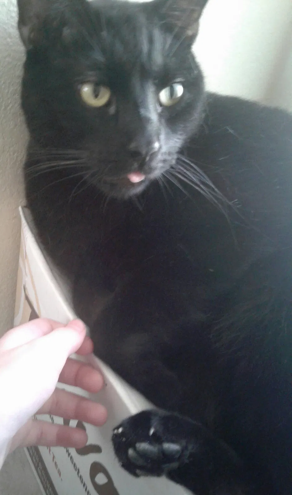 Lost cat in Escondido, CA, 92026