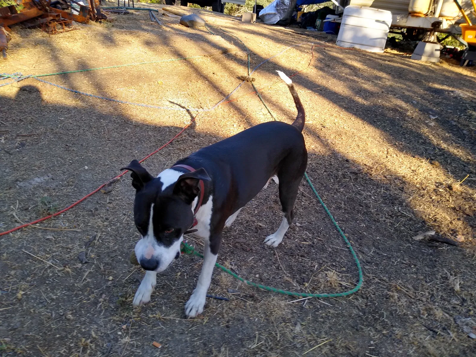 Lost dog in Fall River Mills, CA, 96028