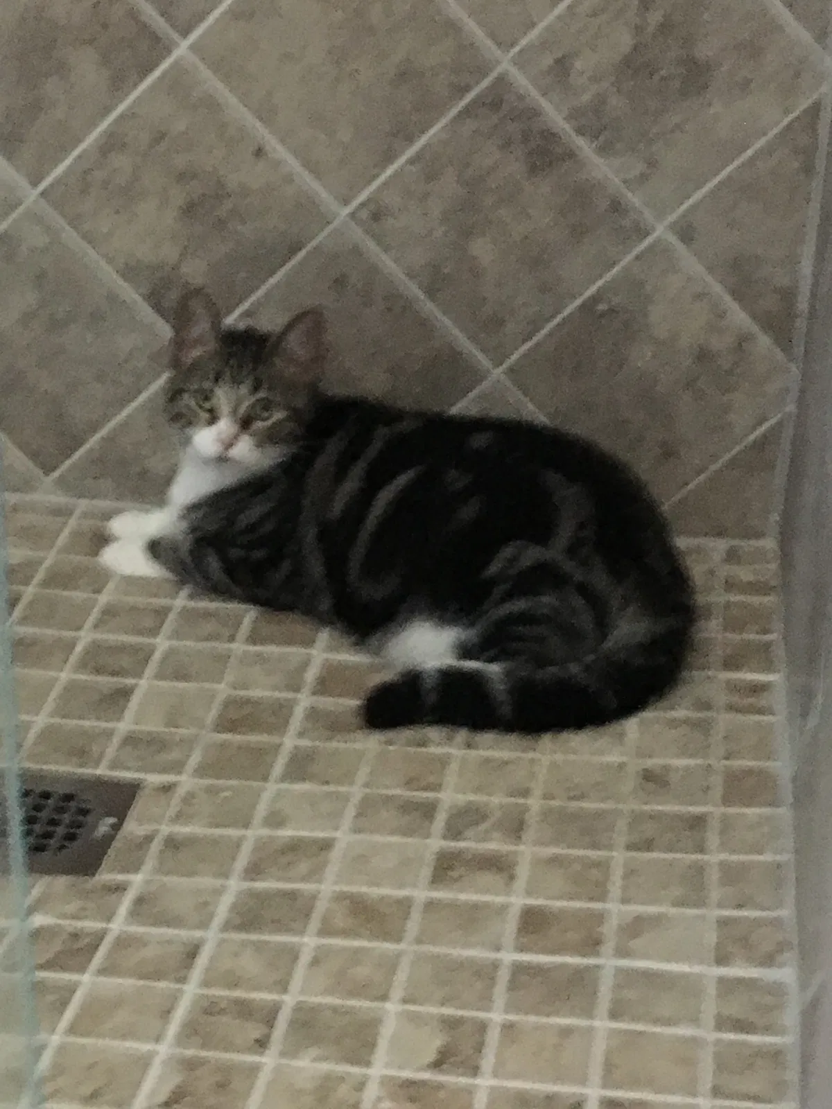 Lost cat in Navarre, FL, 32566