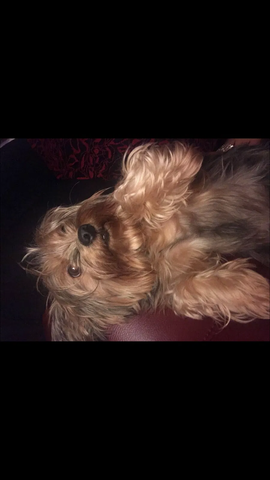 Lost dog in San Antonio, TX, 78238