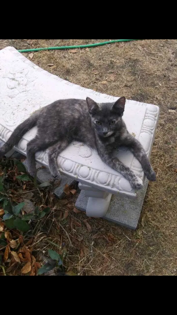 Lost cat in Round Rock, TX, 78681