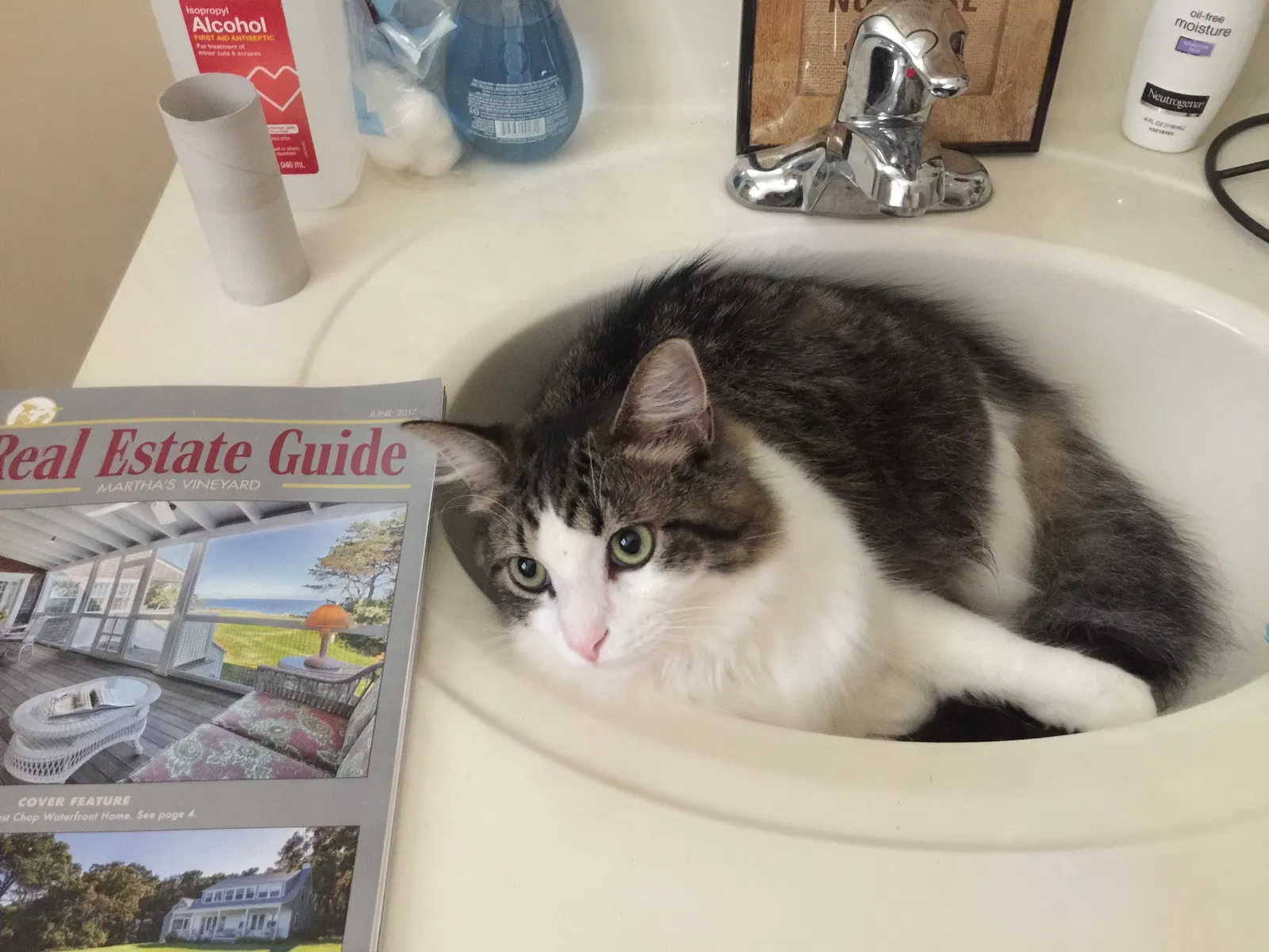 Lost cat in Waxhaw, NC, 28173