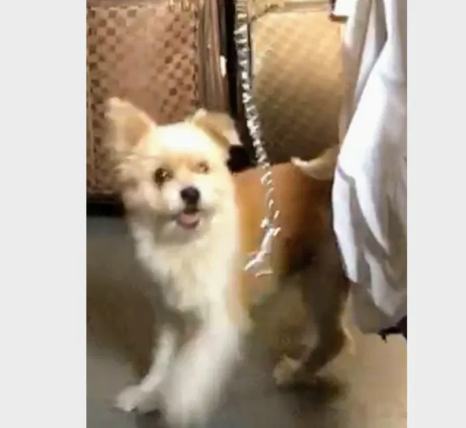 Lost dog in Detroit, MI, 48221